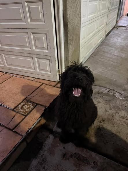 Foto del avistamiento de perro