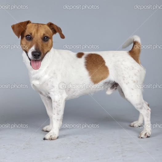 Foto del avistamiento de perro