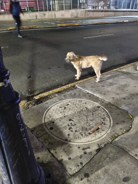 Foto del avistamiento de perro