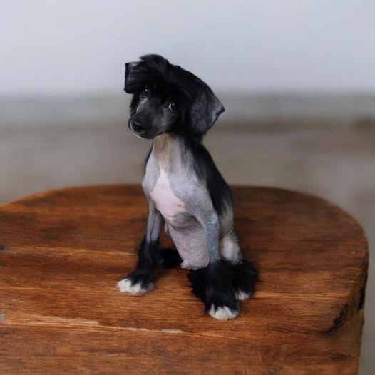Foto del avistamiento de perro