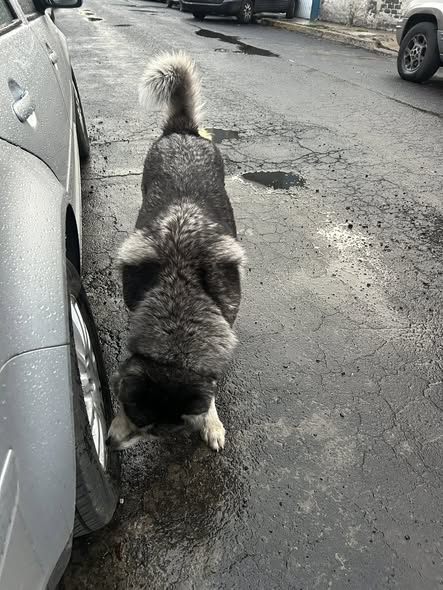 Foto del avistamiento de perro