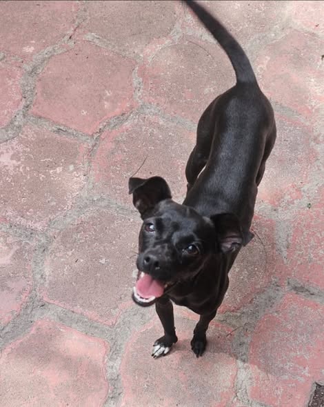 Dog sighting photo