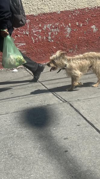 Dog sighting photo