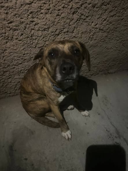 Dog sighting photo