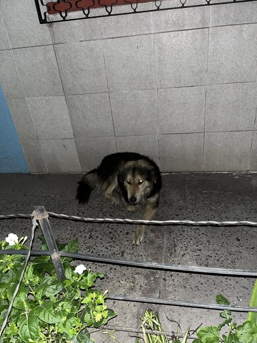 Foto del avistamiento de perro