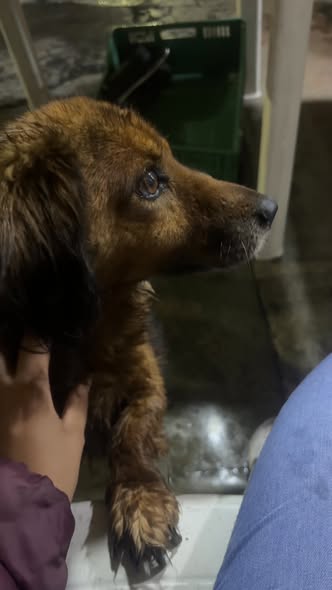 Foto del avistamiento de perro