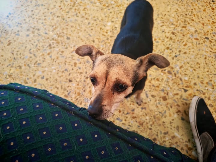 Dog sighting photo