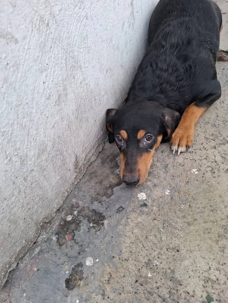 Foto del avistamiento de perro