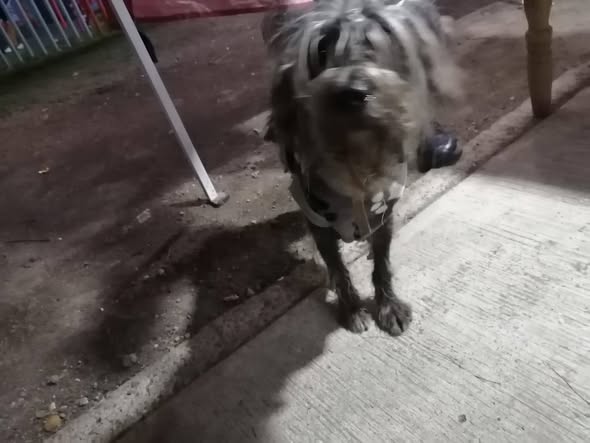 Dog sighting photo