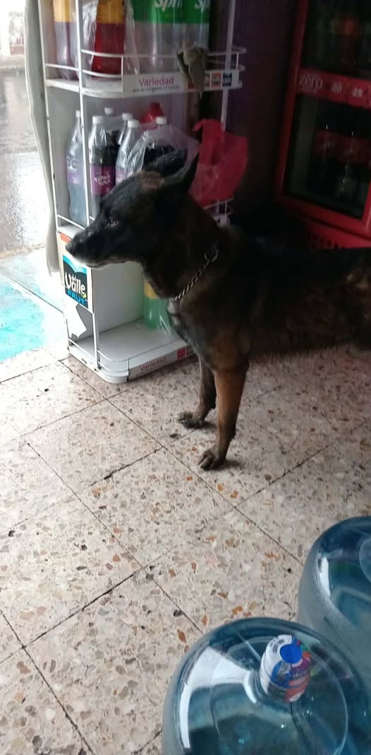 Dog sighting photo