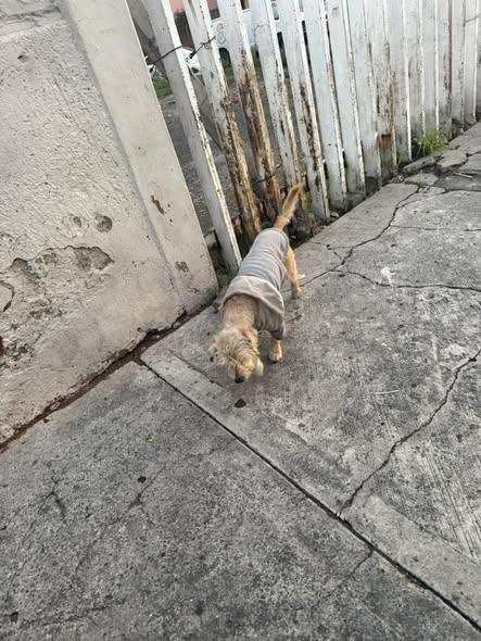 Foto del avistamiento de perro
