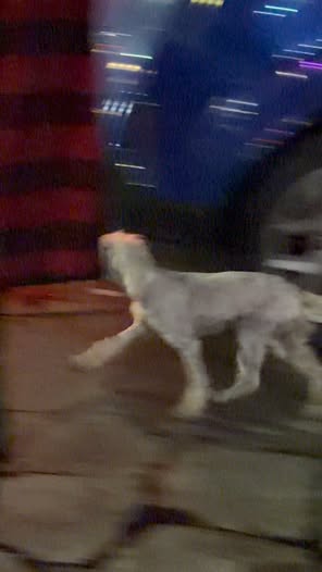 Foto del avistamiento de perro
