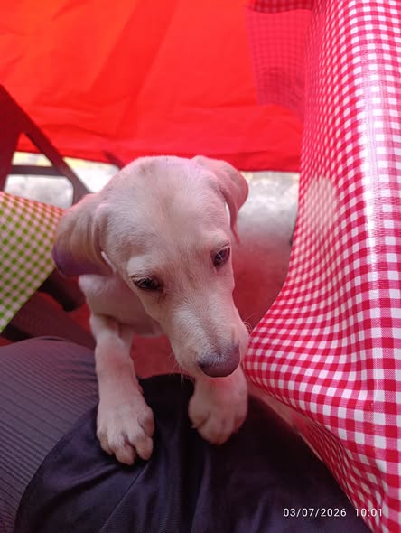 Dog sighting photo