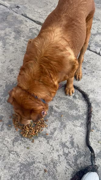 Foto del avistamiento de perro