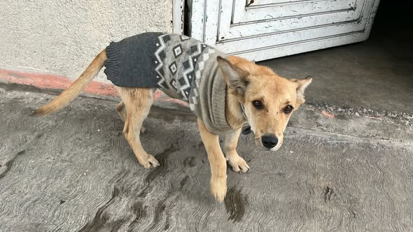 Foto del avistamiento de perro