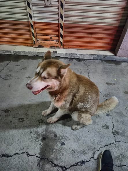 Dog sighting photo