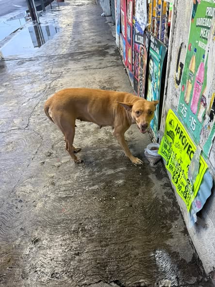 Foto del avistamiento de perro