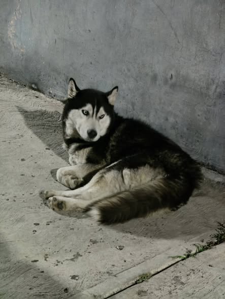 Foto del avistamiento de perro