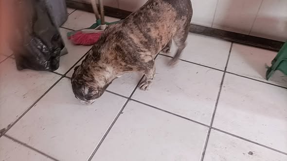 Dog sighting photo