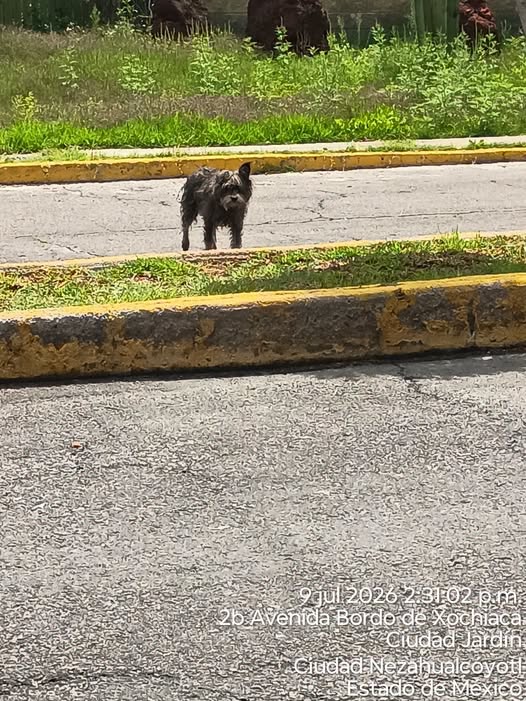 Dog sighting photo