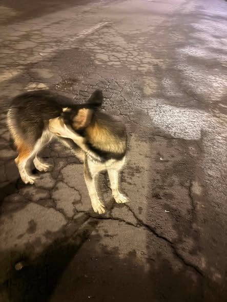 Dog sighting photo