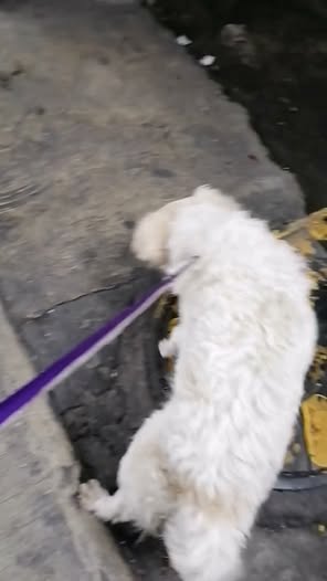 Foto del avistamiento de perro