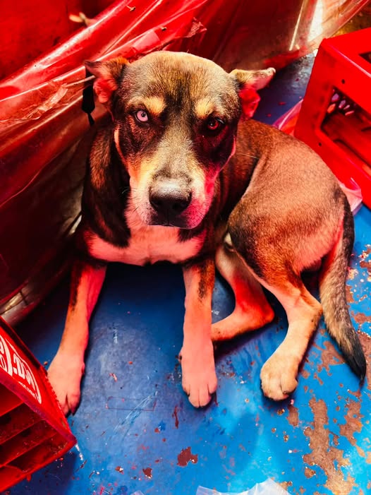 Foto del avistamiento de perro