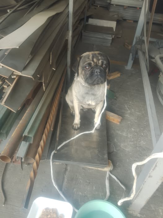 Foto del avistamiento de perro