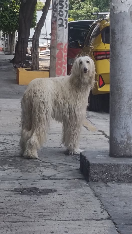 Dog sighting photo