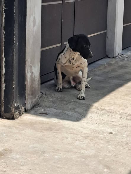 Foto del avistamiento de perro