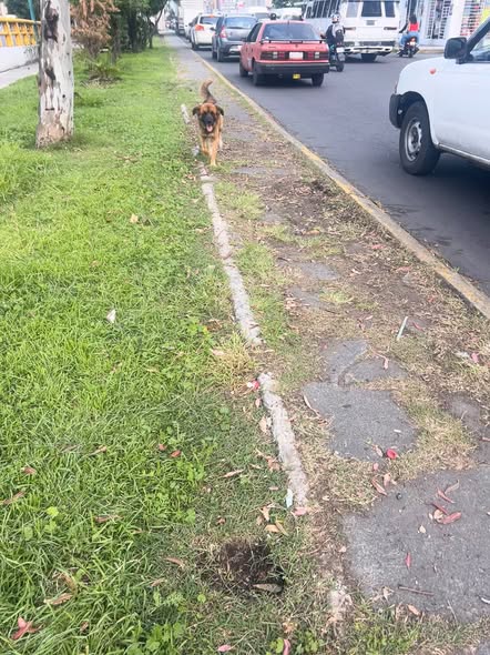 Foto del avistamiento de perro