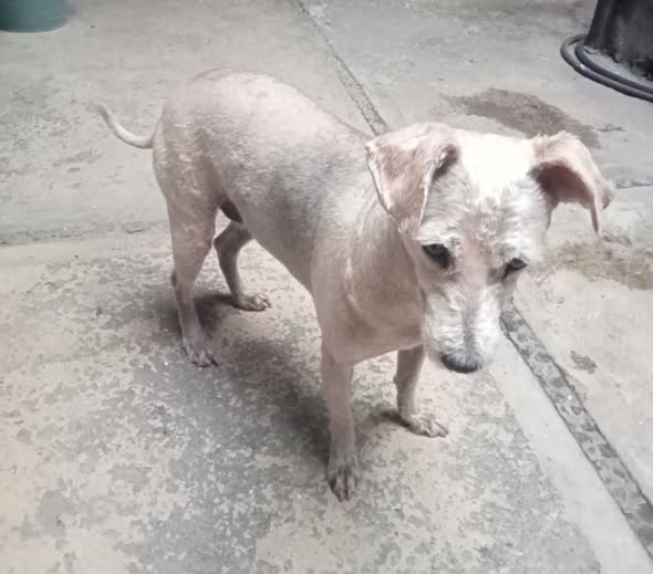 Foto del avistamiento de perro