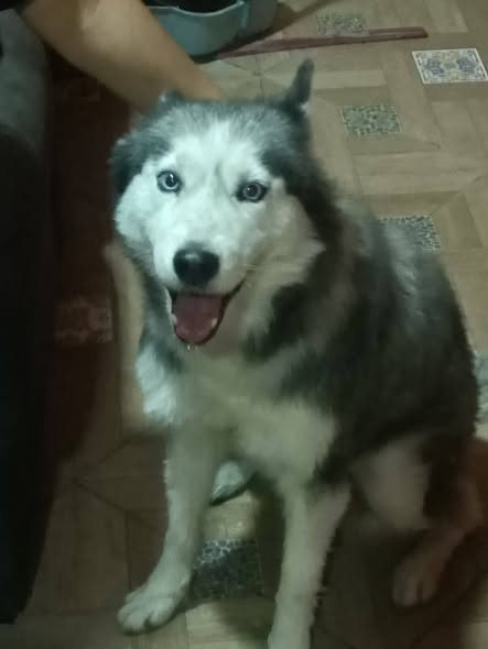 Foto del avistamiento de perro