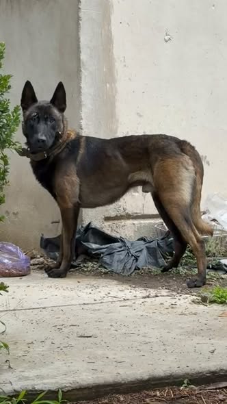Foto del avistamiento de perro