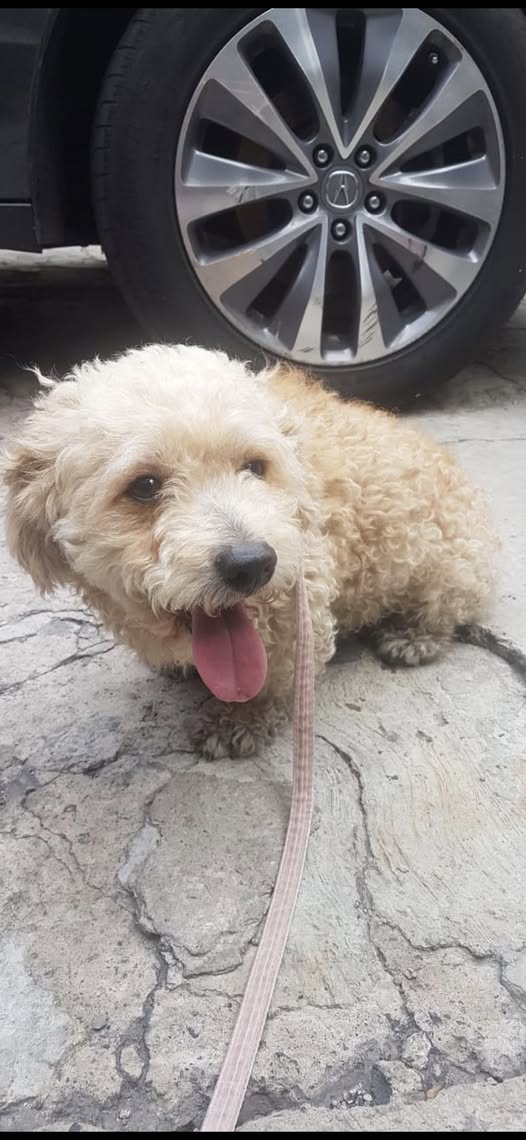 Foto del avistamiento de perro