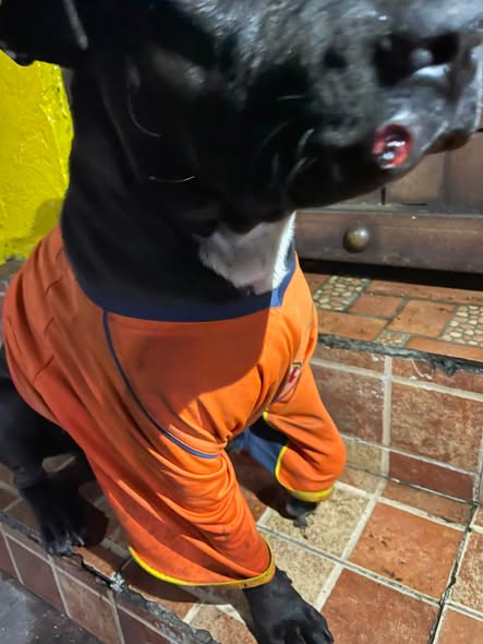 Foto del avistamiento de perro