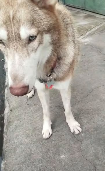 Dog sighting photo
