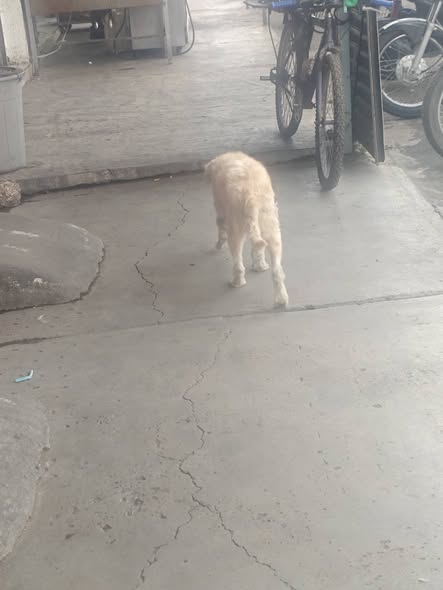 Foto del avistamiento de perro
