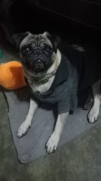 Dog sighting photo