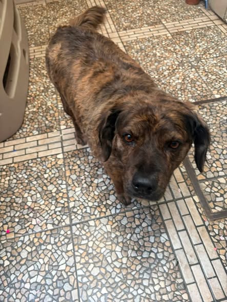 Dog sighting photo