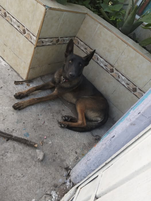 Dog sighting photo