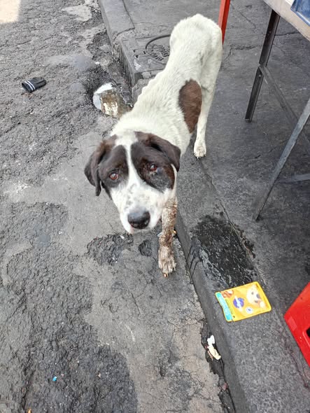Dog sighting photo