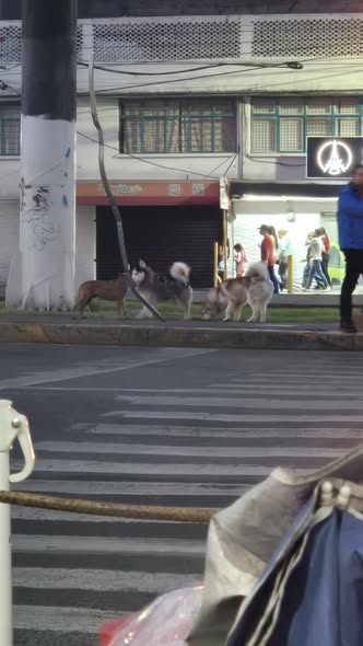 Foto del avistamiento de perro