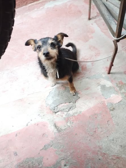 Foto del avistamiento de perro
