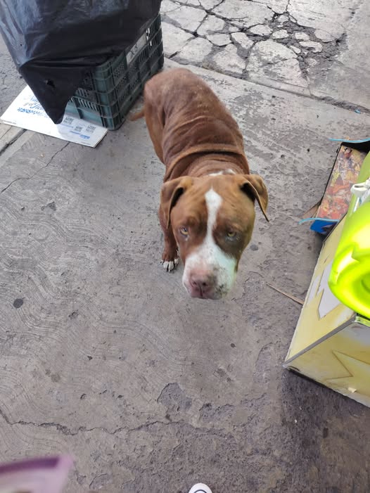Foto del avistamiento de perro