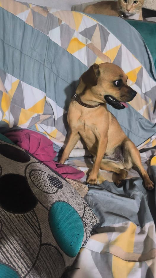 Dog sighting photo