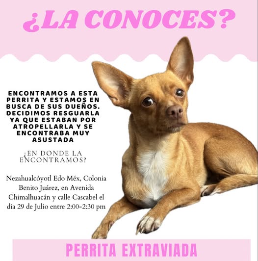 Foto del avistamiento de perro