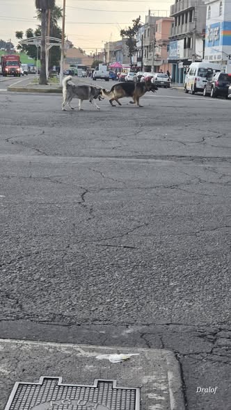 Foto del avistamiento de perro
