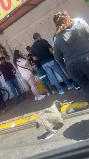 Foto del avistamiento de perro