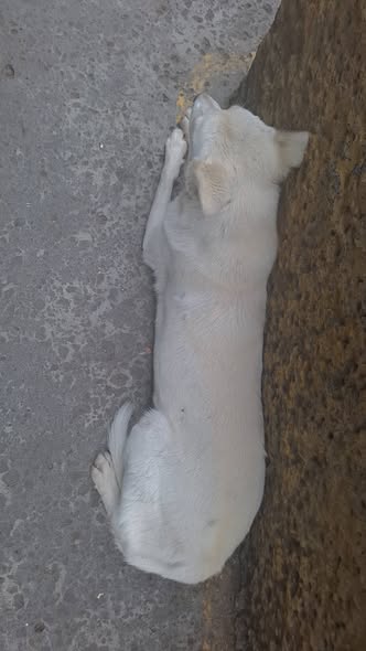 Foto del avistamiento de perro